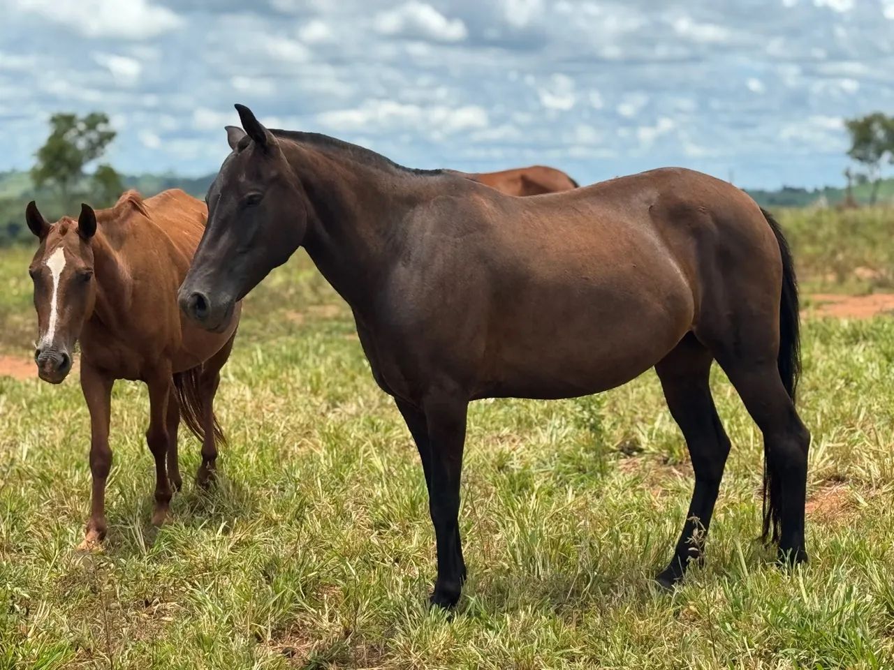 Égua mangalarga marchador 