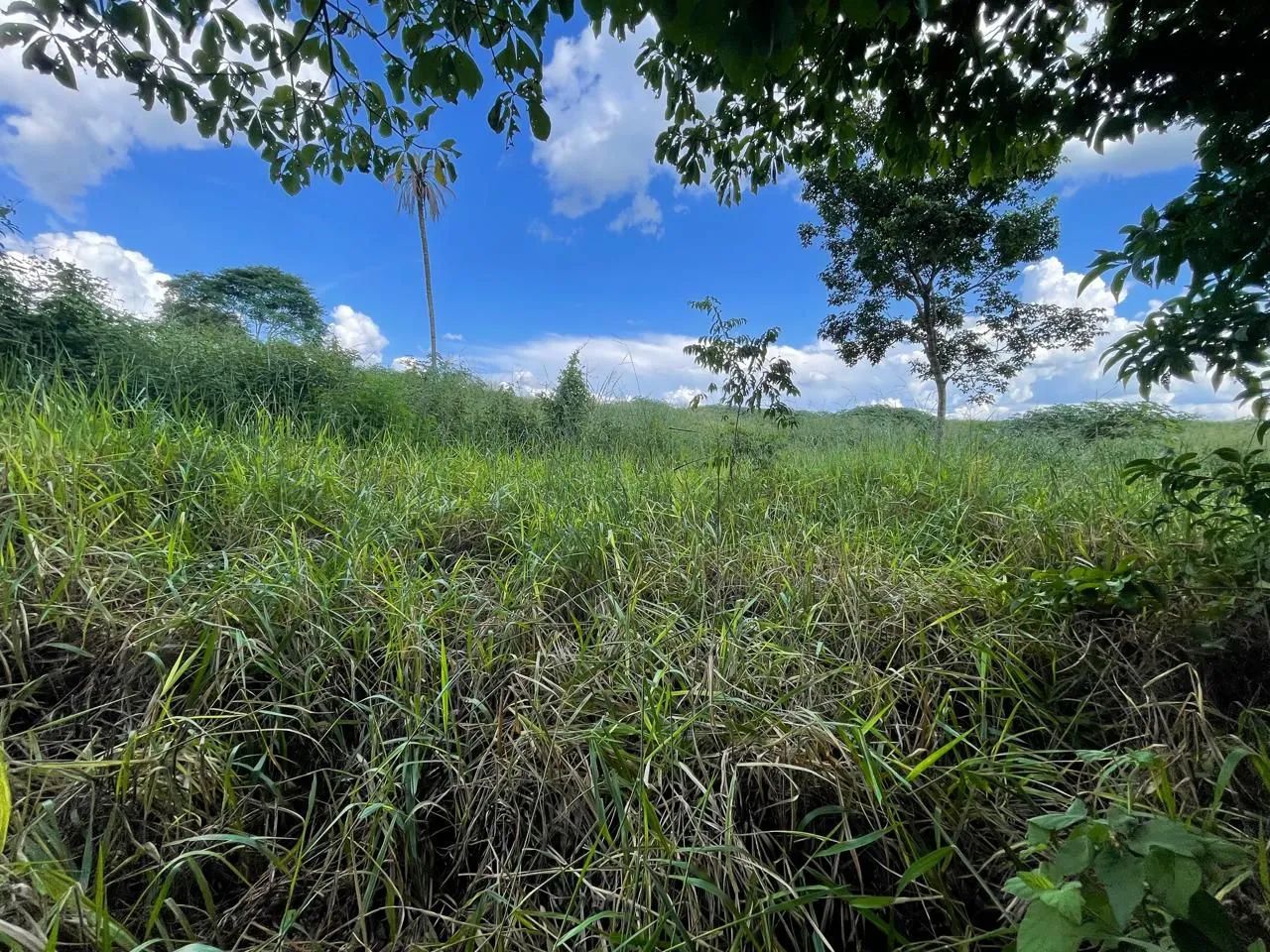 Ótima chácara em Itaberaí ( Terra boa) - Foto 5
