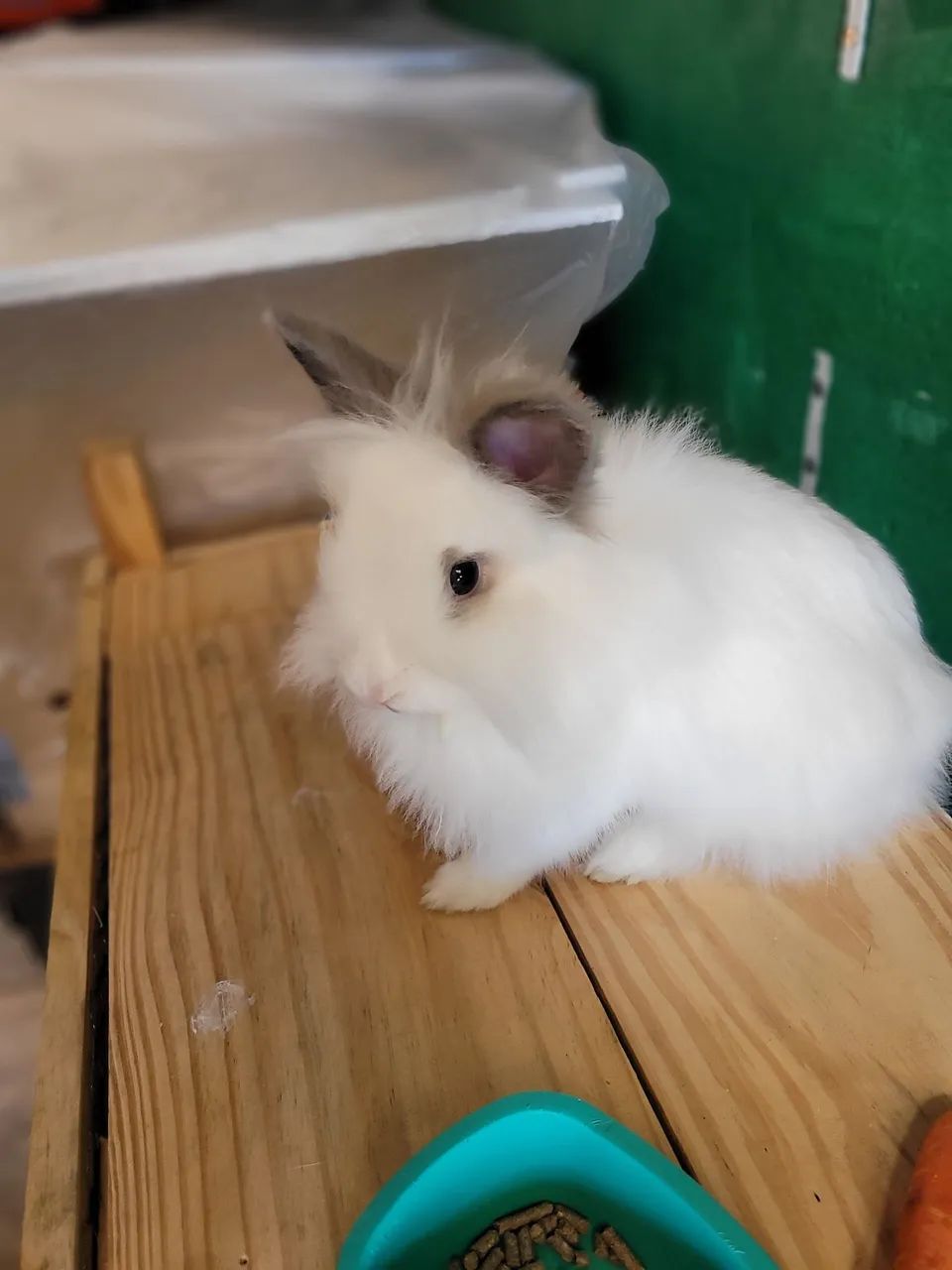 Coelhinha mini lion - Foto 4