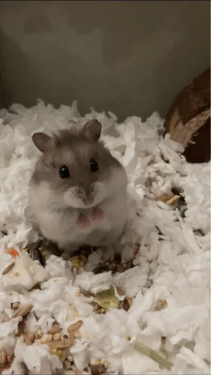Procuro hamster pra comprar