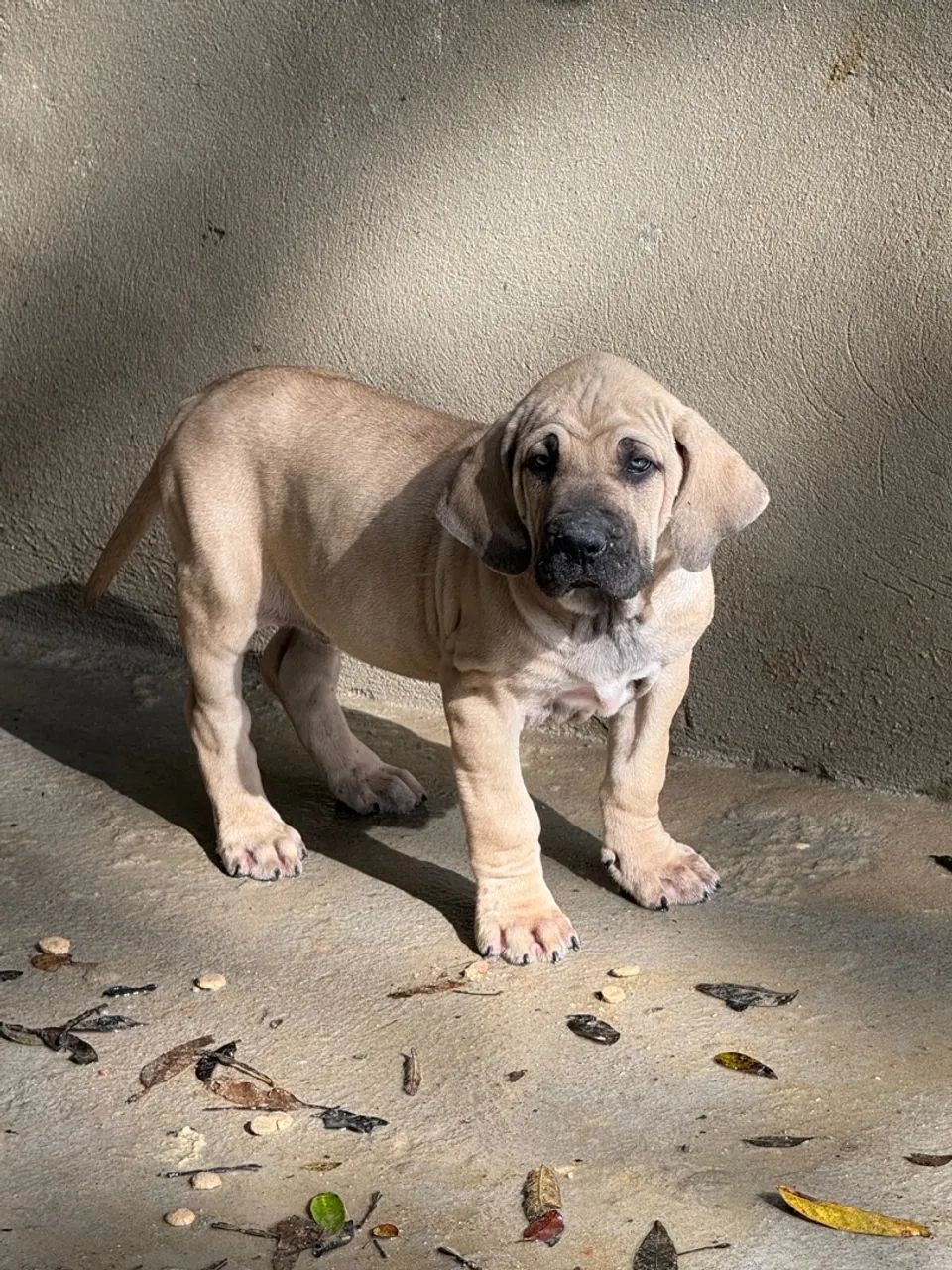 FILHOTES DE FILA BRASILEIRO  - Foto 6