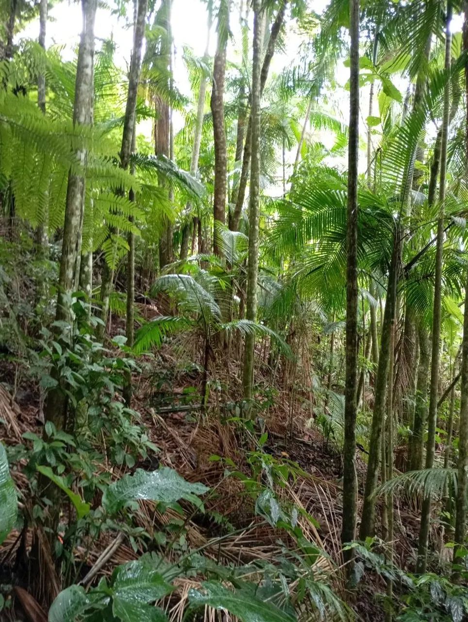 Terreno águas mornas bairro loeffelscheidt  - Foto 3