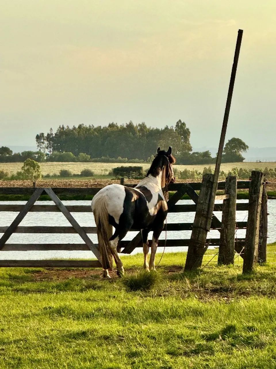Égua Crioula Tobiana Registrada - Foto 3