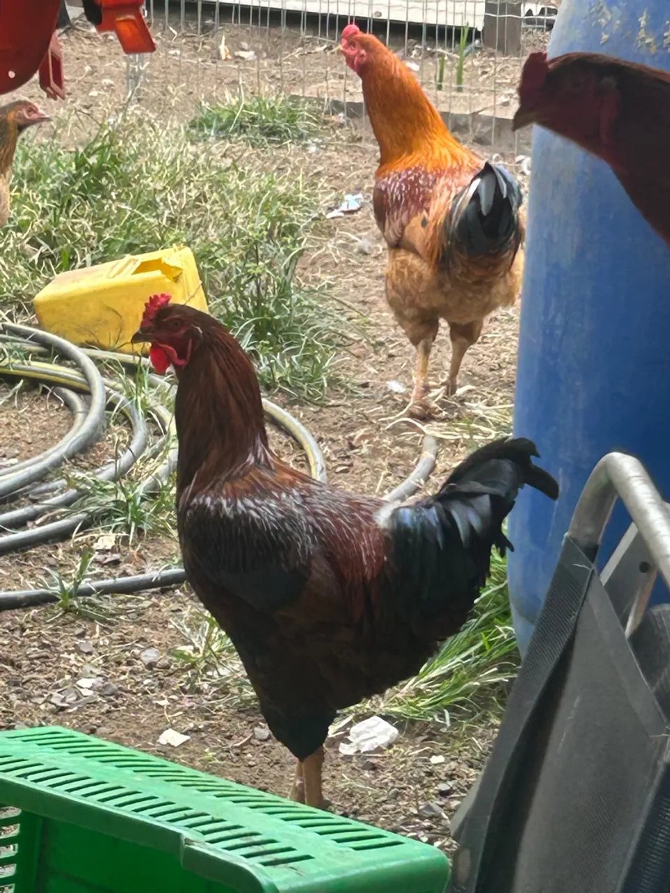 Frangas e frangos 