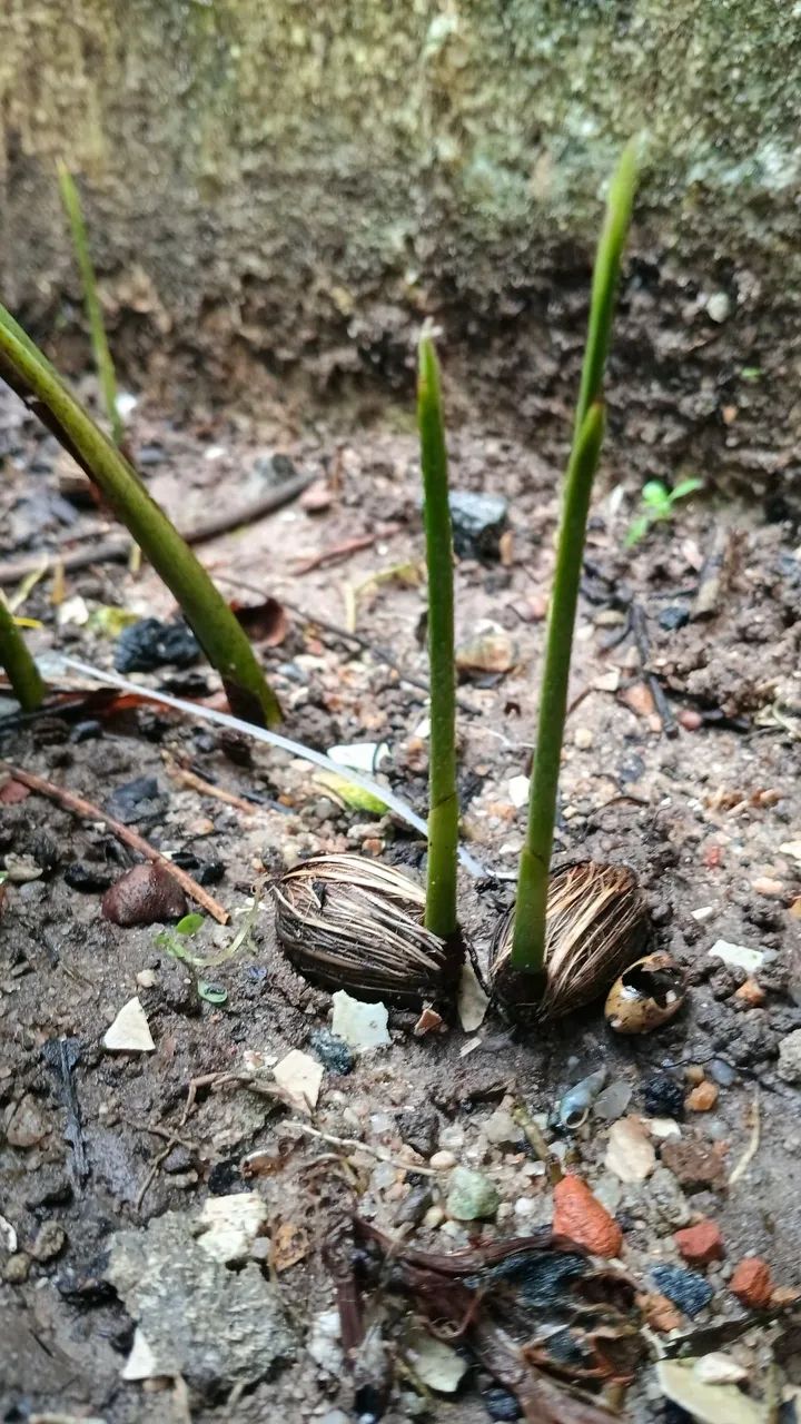 Semente e muda de mini palmeira imperial 