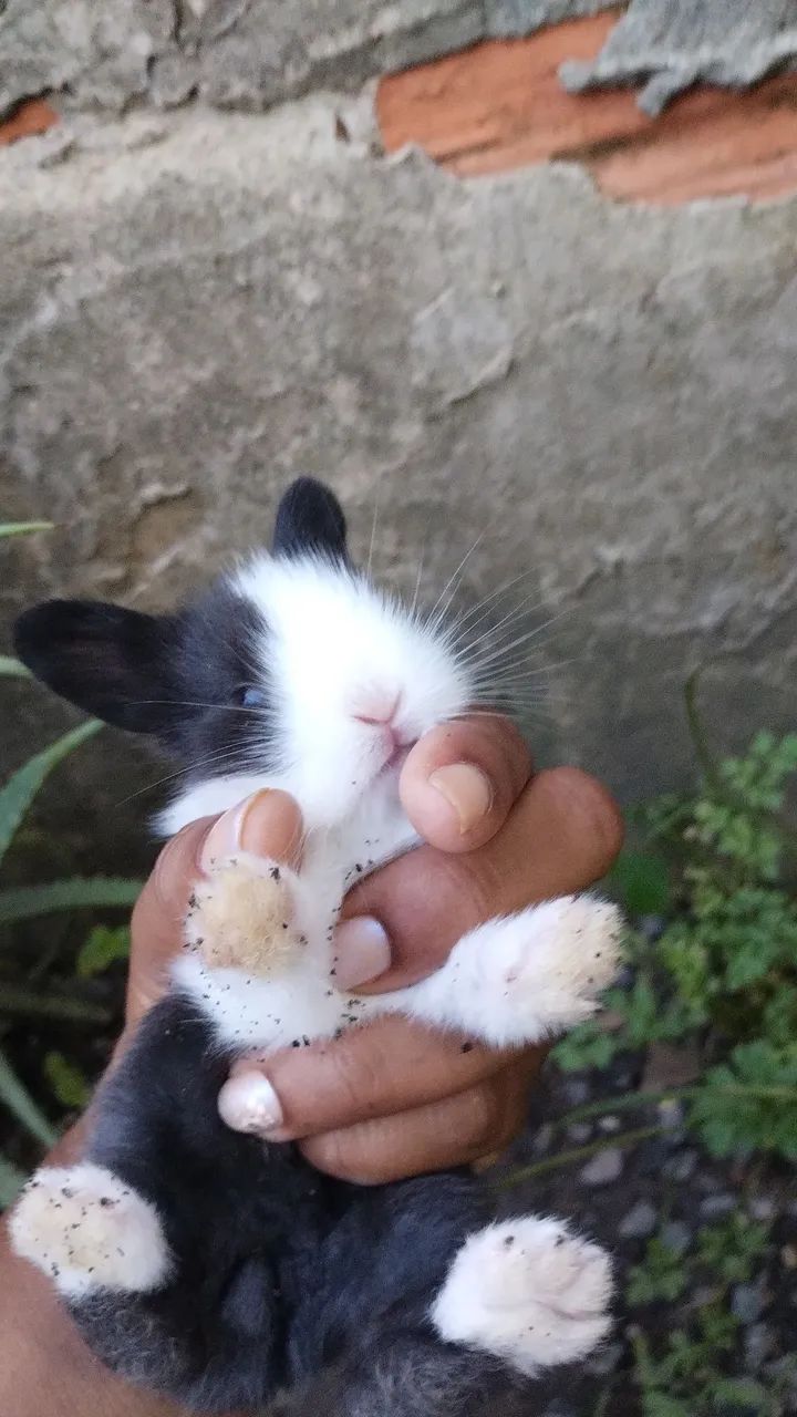 Mini Lion filhotes  - Foto 5