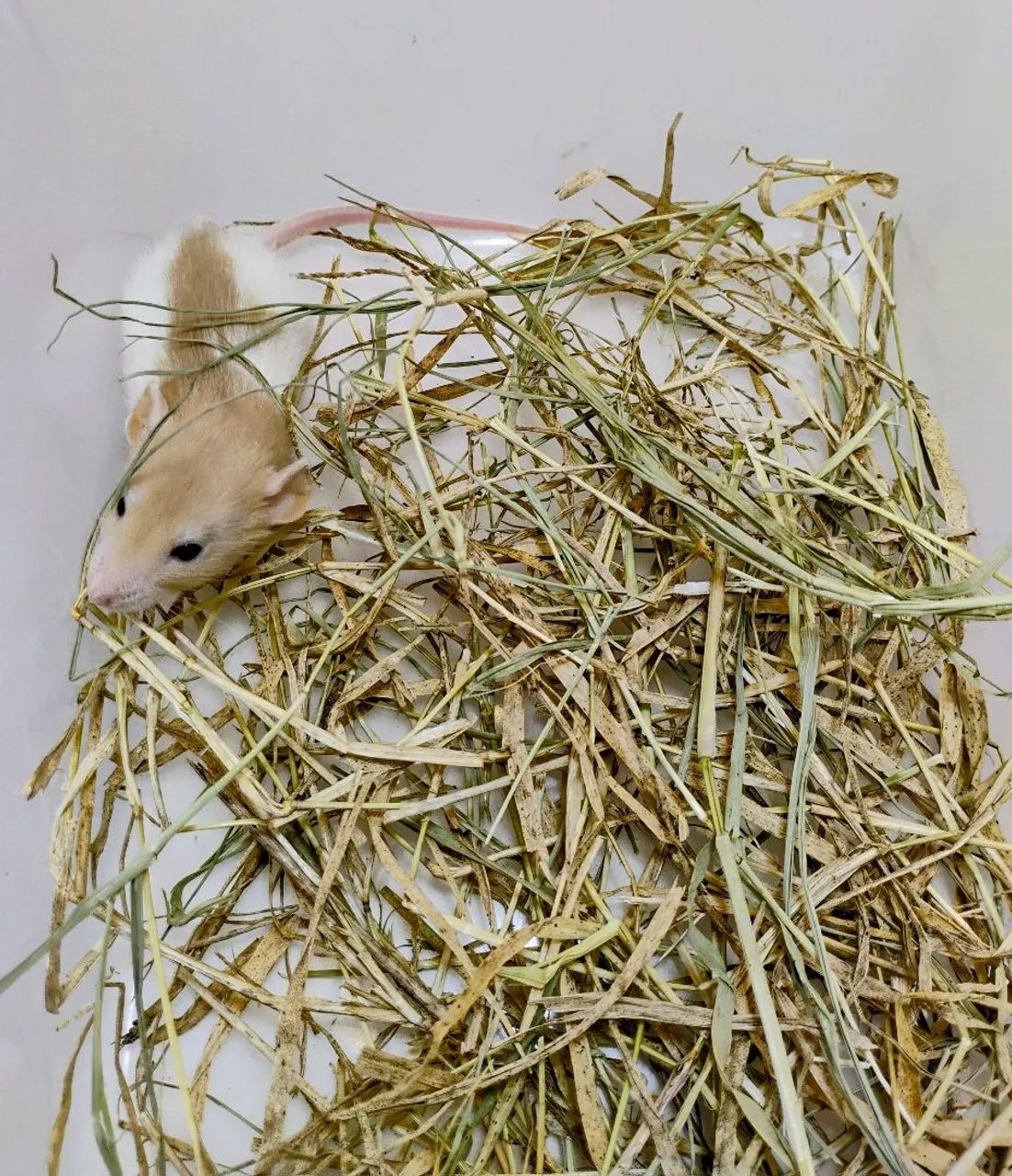Mercol/ Twister Dumbo  - Foto 5