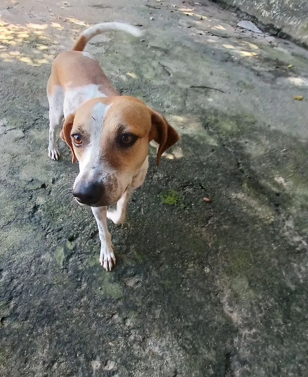 ADOÇÃO  RESPONSÁVEL  - Foto 2