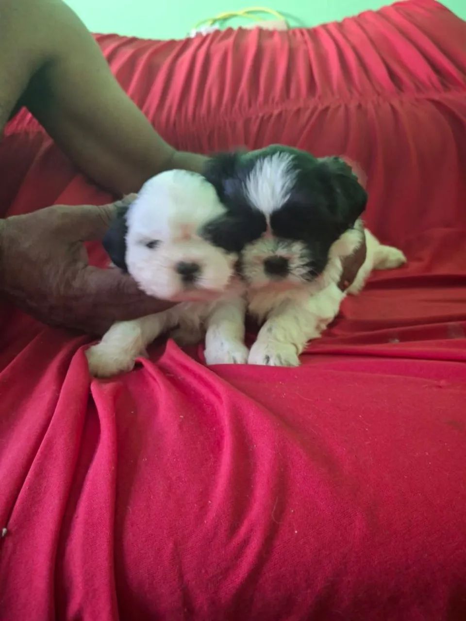 Venda de cachorro 