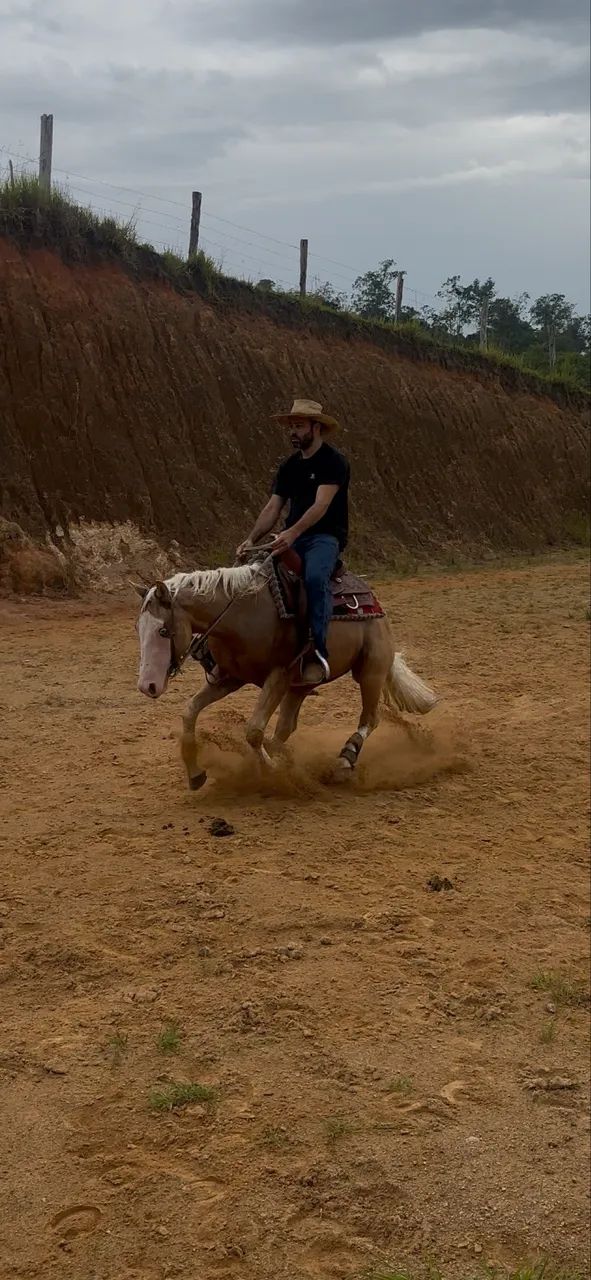 Potro Cavalo Quarto de Milha Gunner - Foto 2