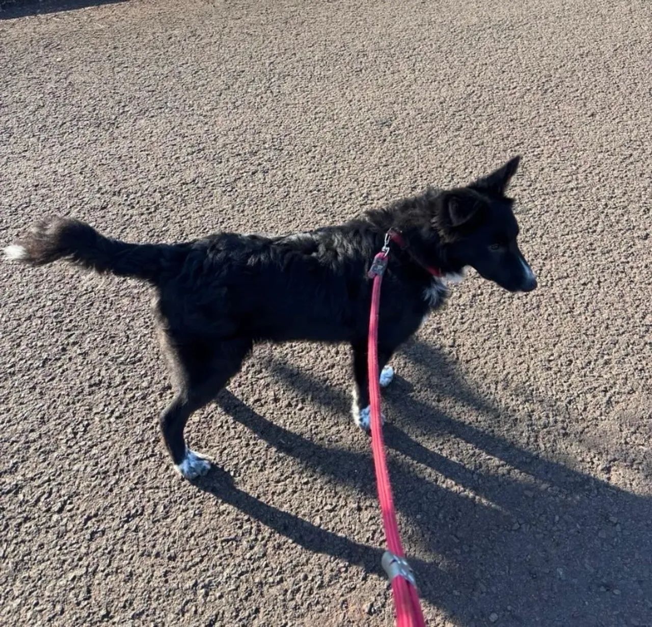 Vendo border collie 