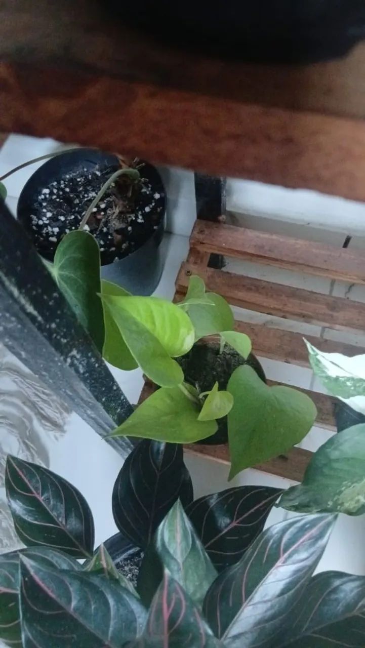 Plantas  - Foto 2