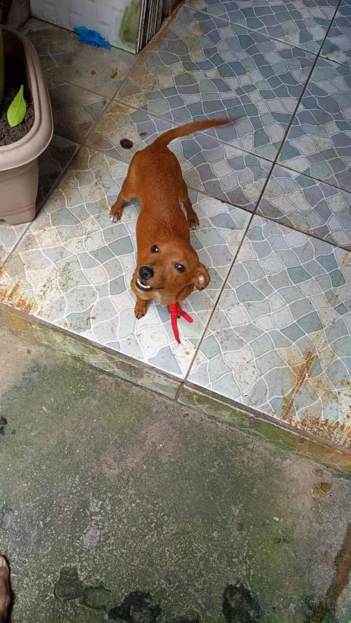 Vendo pincher - Foto 2