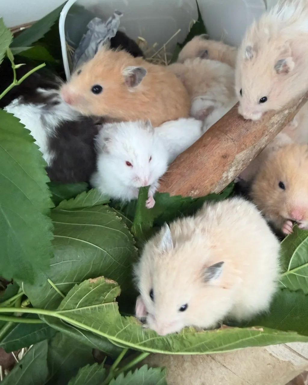 Hamster sírio angora filhotes lindos - Foto 2