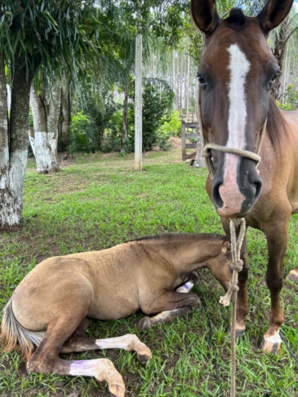 Égua Mangalarga e campolina  - Foto 4