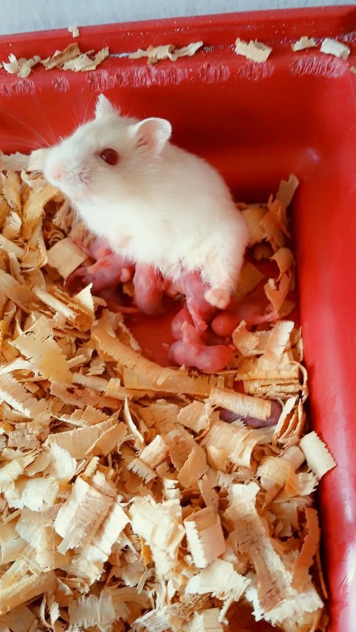 Hamster Anão Russo