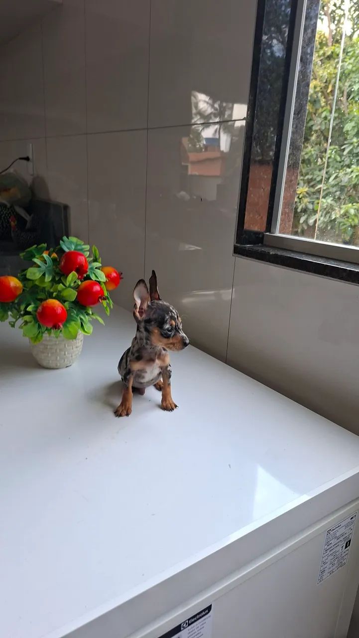 Pincher - Foto 2