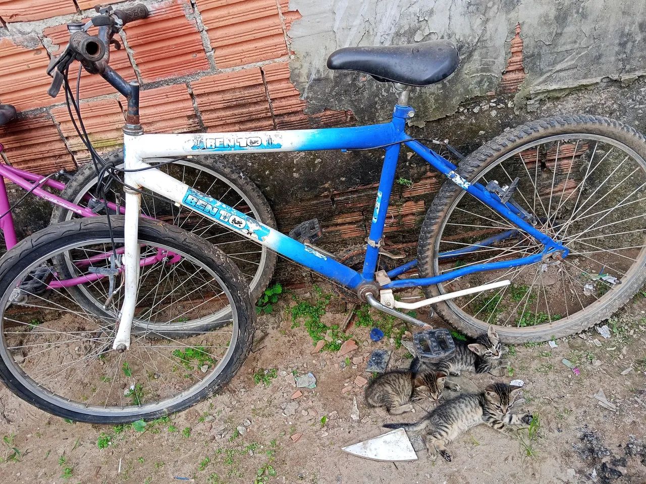 Bicicletas
