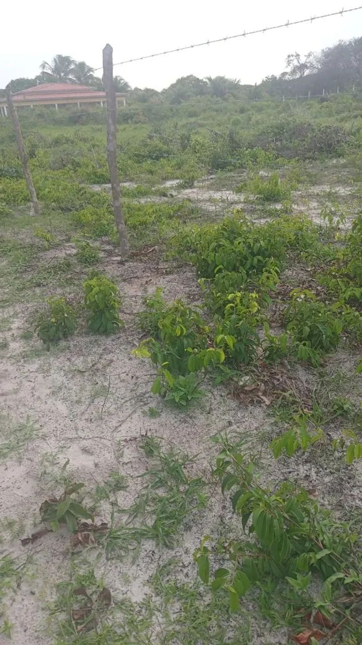Venda de terreno  - Foto 3