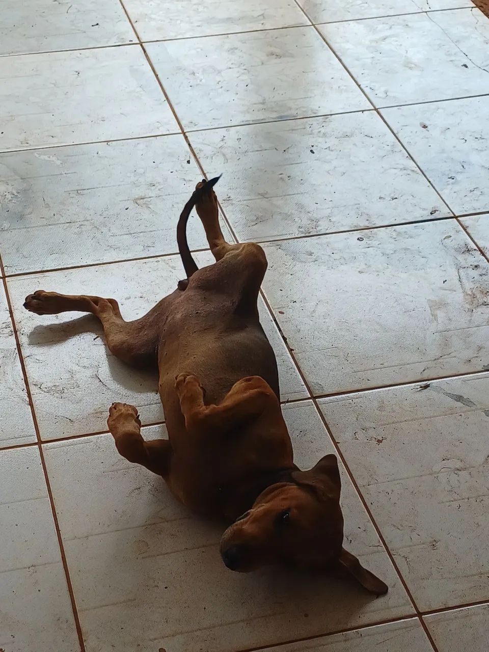 Doa-se cachorro  - Foto 2