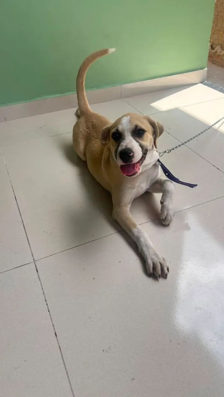 FILHOTES PRA DOAÇÃO  - Foto 3