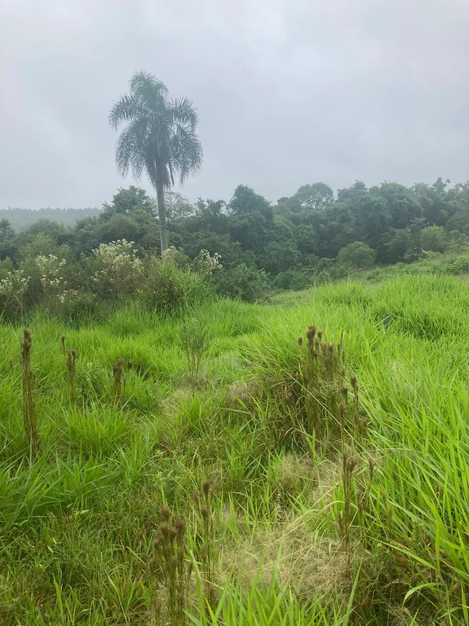 Vendo terrenos em fazenda vila nova  - Foto 4