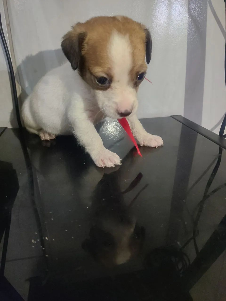 Pequenos - Foto 4