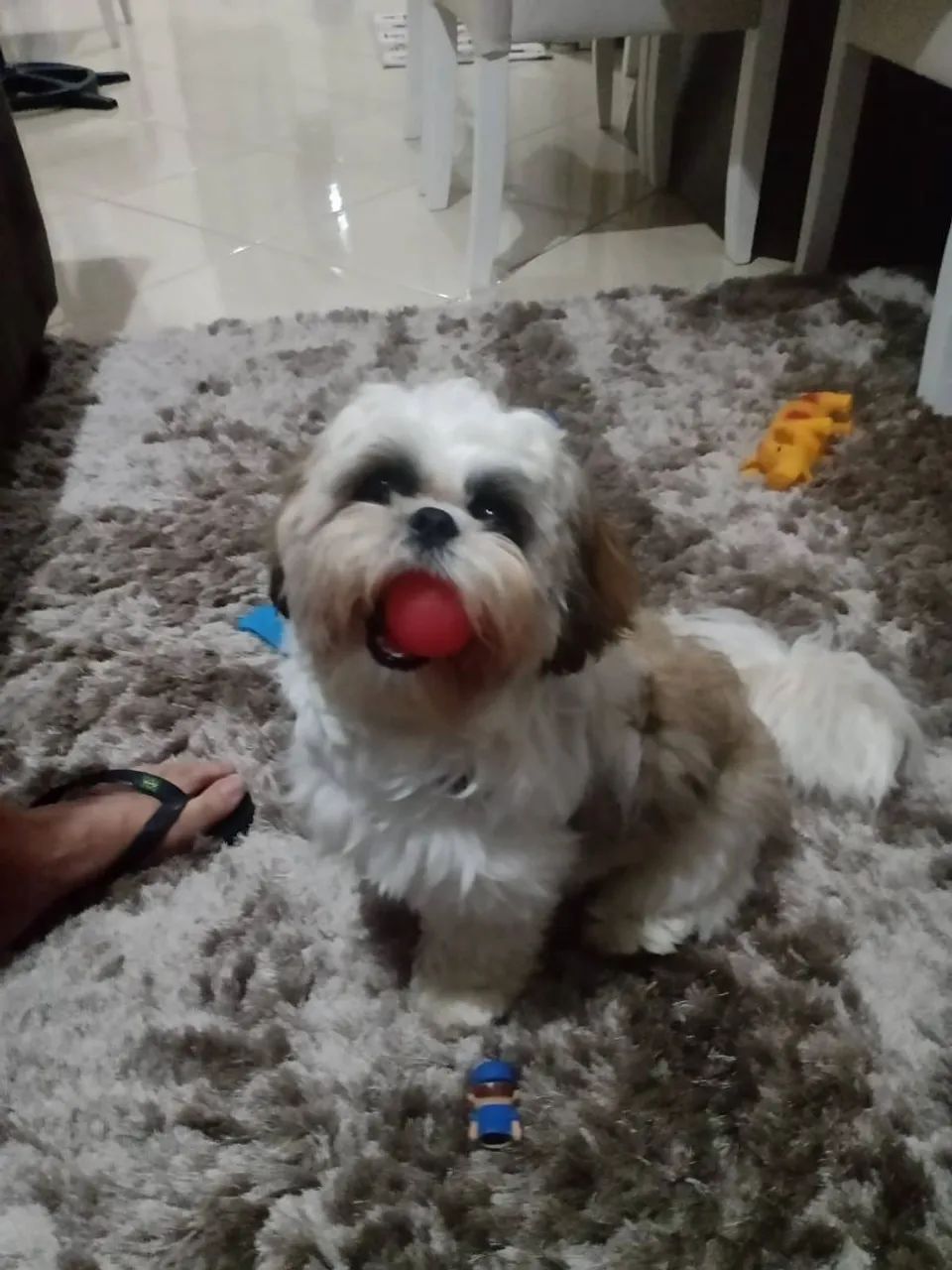 Lindo Schitzu!  - Foto 2