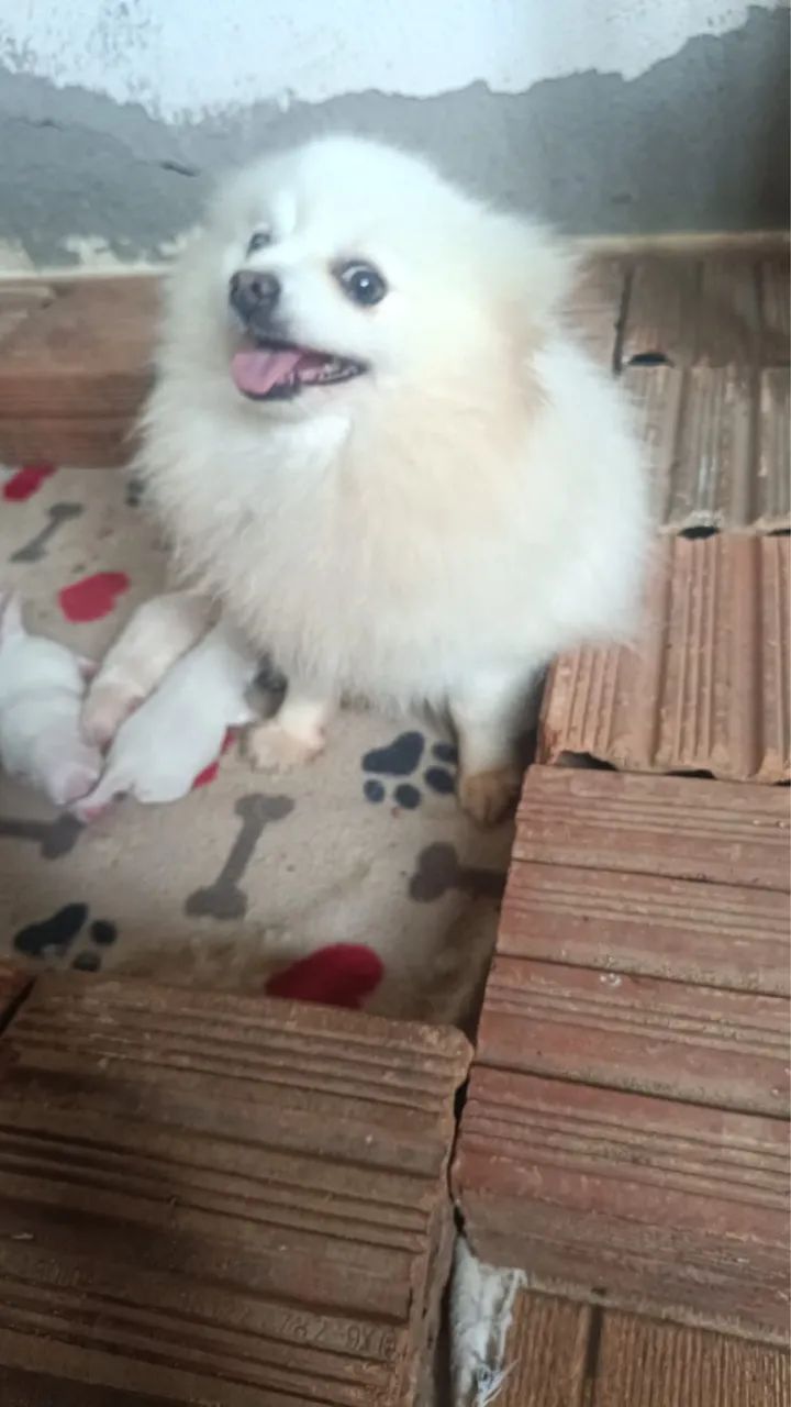 Spitz Alemão Anão | Lulu da Pomerania 