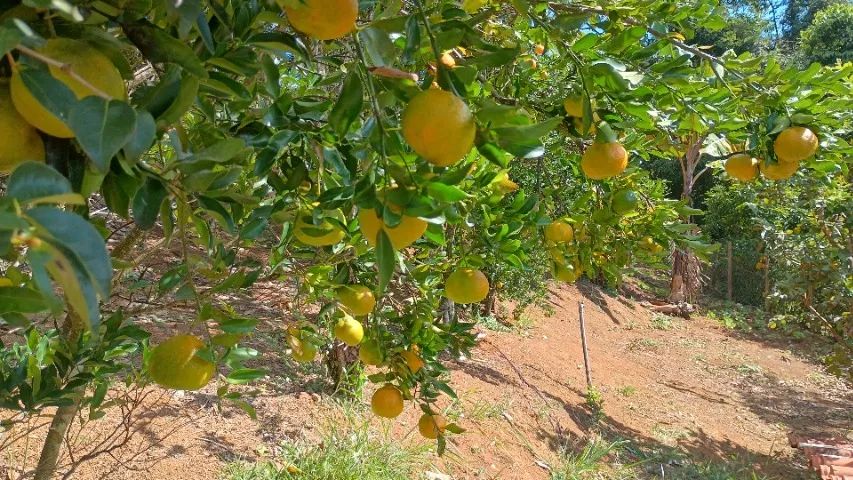 Vendo granja  - Foto 2