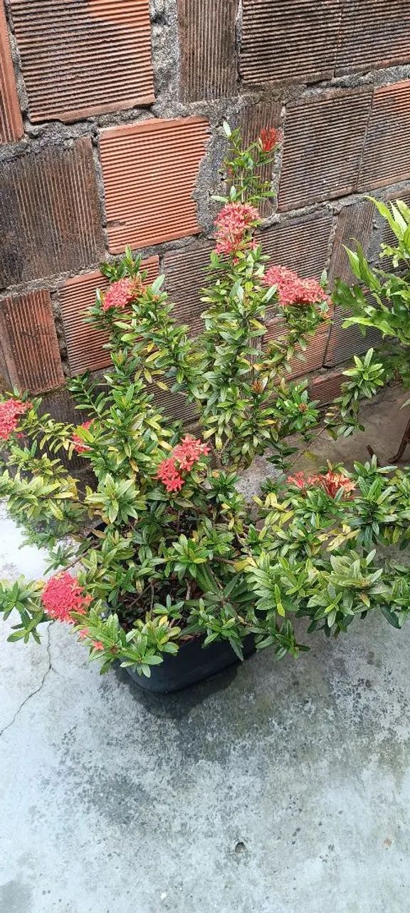 Plantas - Foto 5