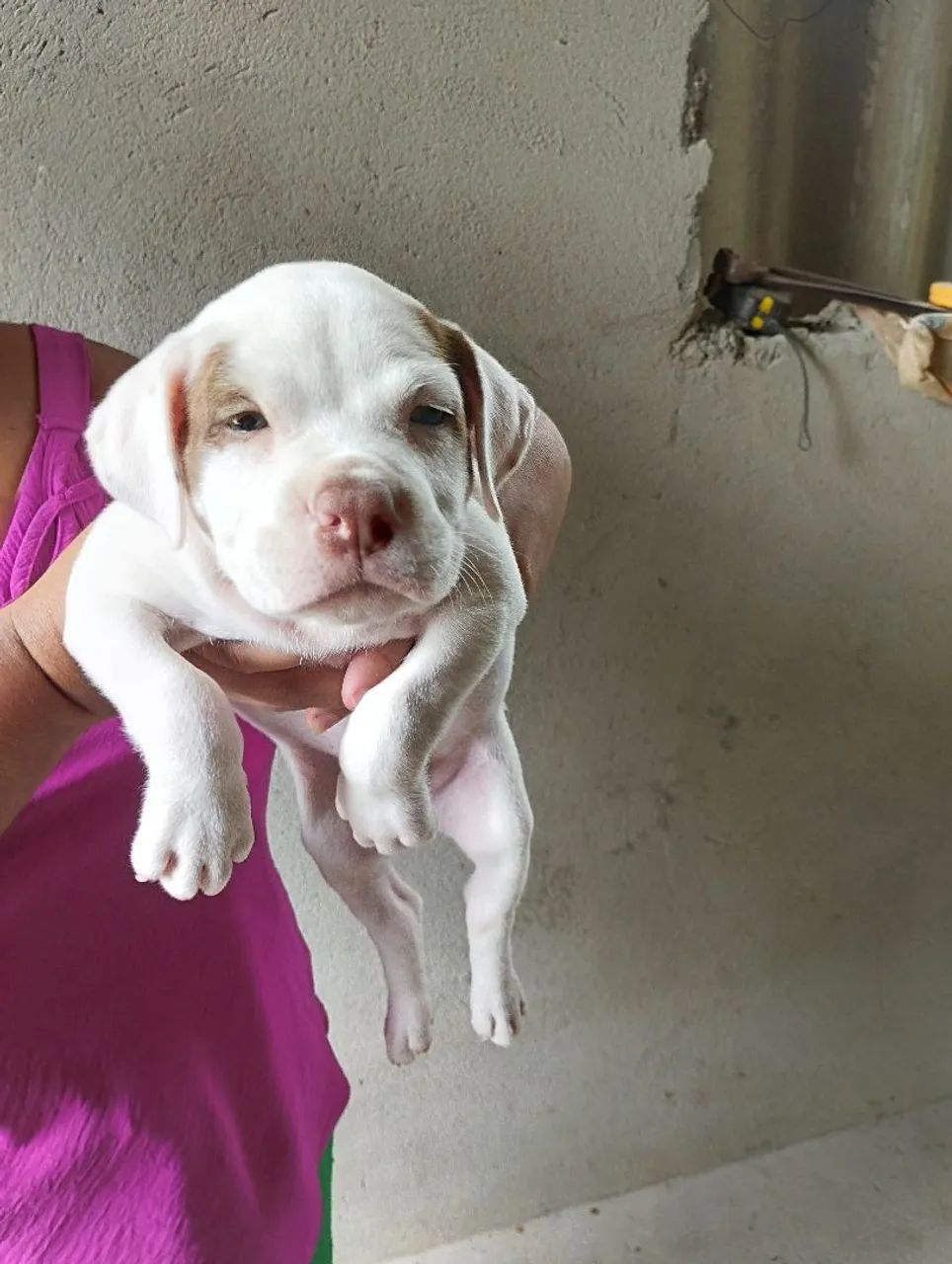 Cachorros  - Foto 5