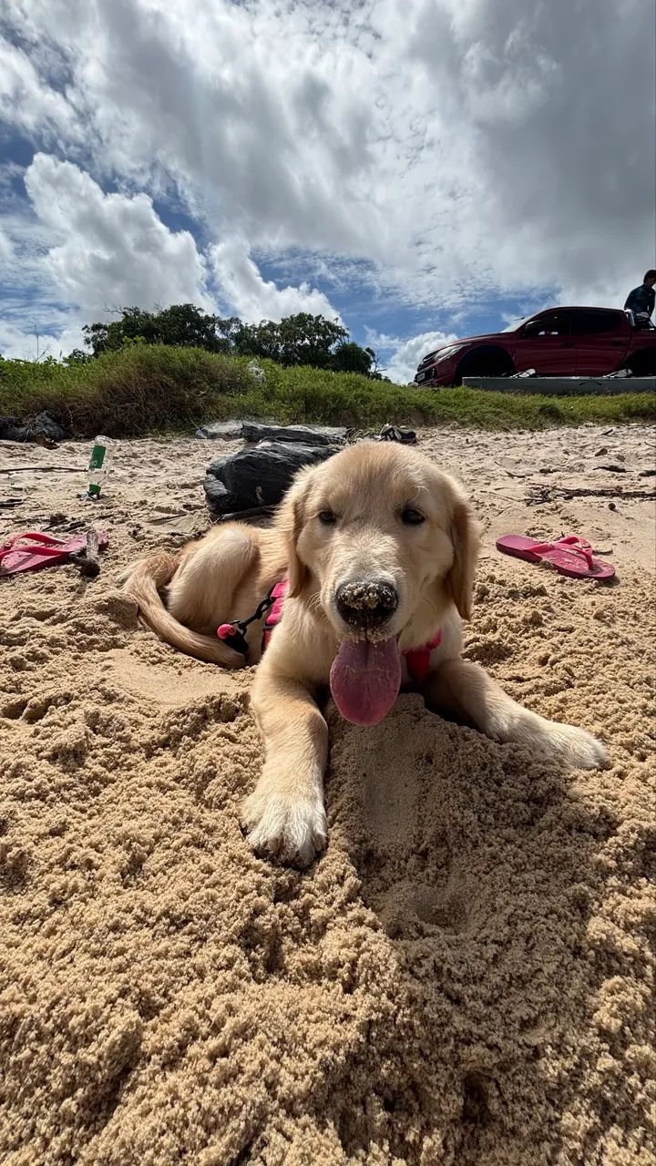 Golden 8 meses 