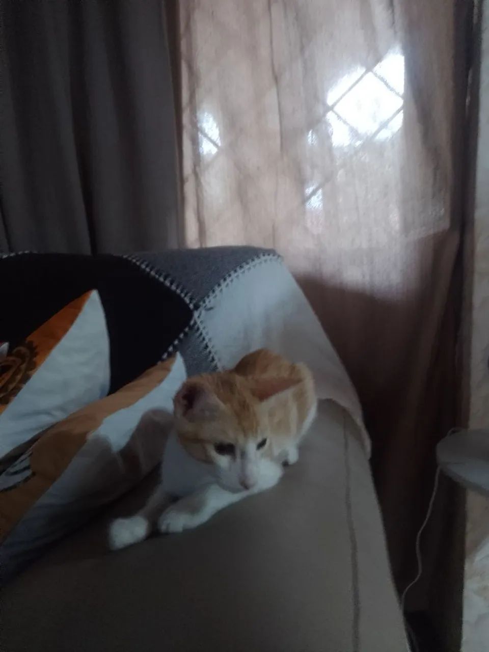 Gato Macho Amarelo e branco. - Foto 5