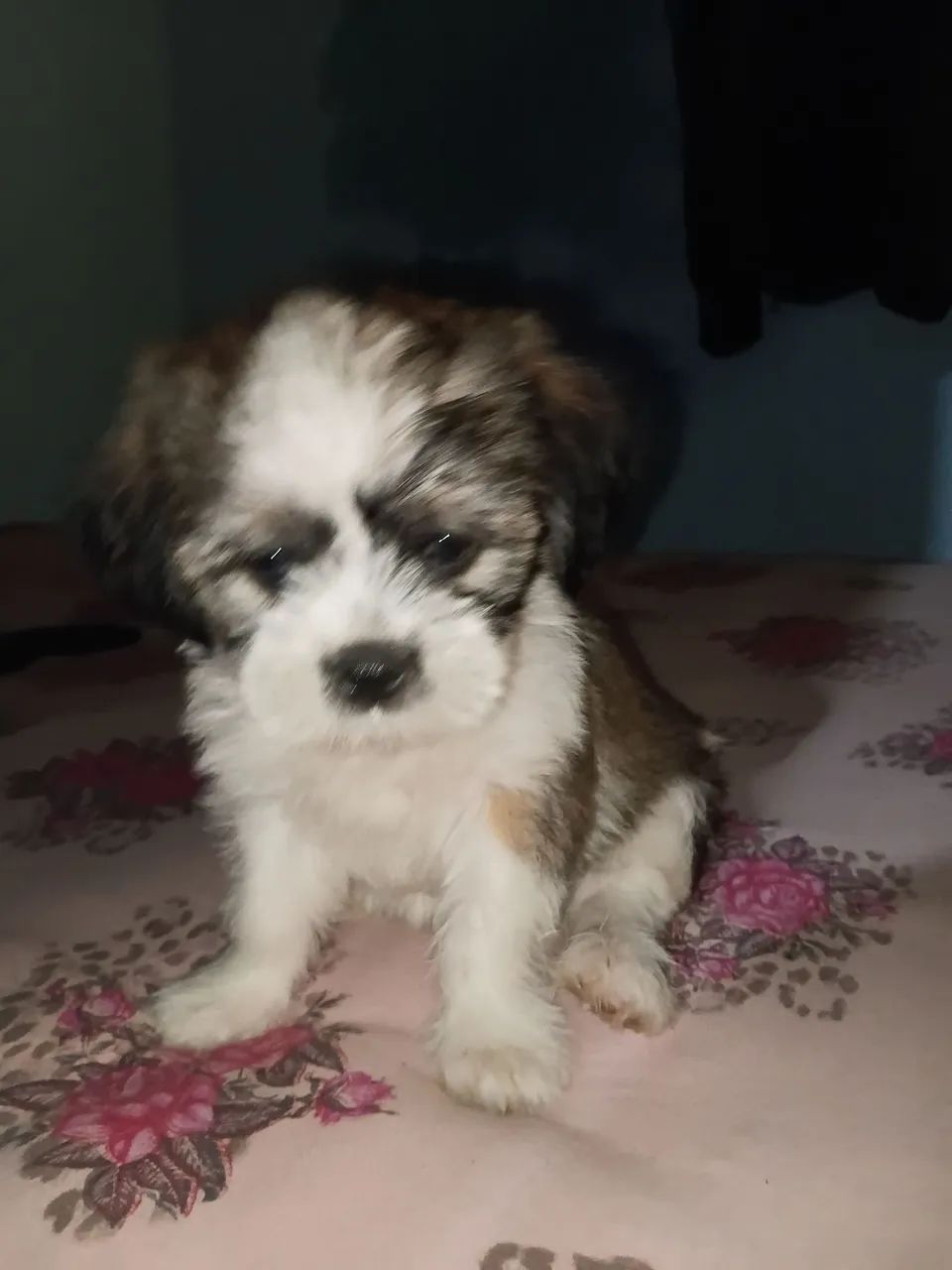 Shih tzu