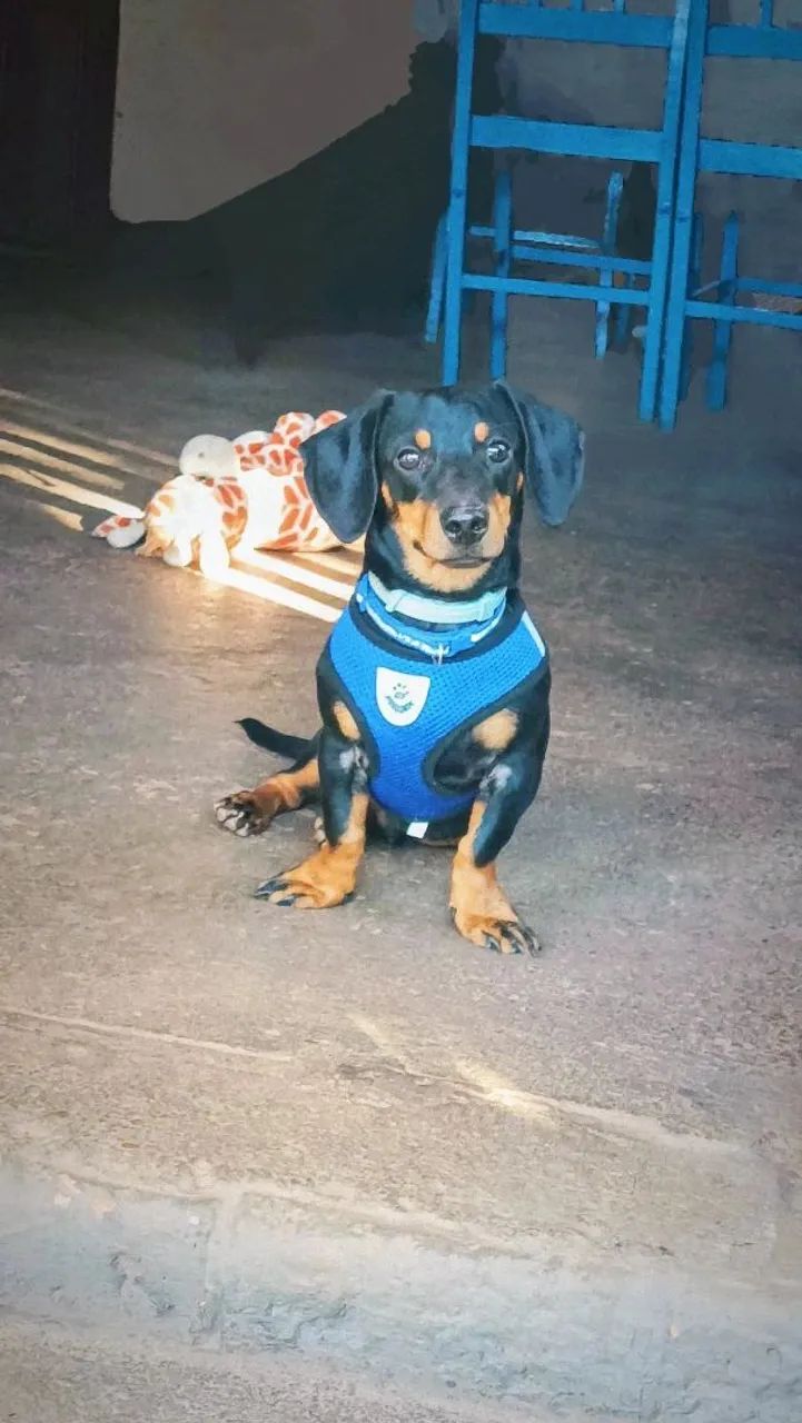 Procura namorada  - Foto 2