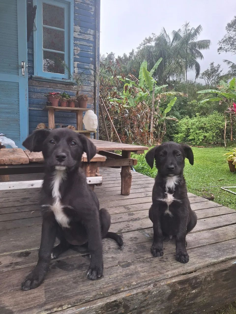 Cachorrinhos - Foto 3