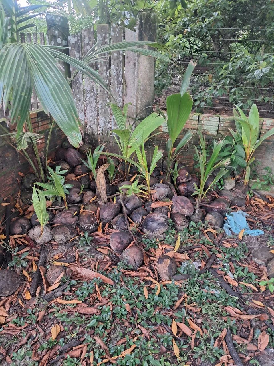 Mudas de coqueiros amarelo e verde - Foto 2