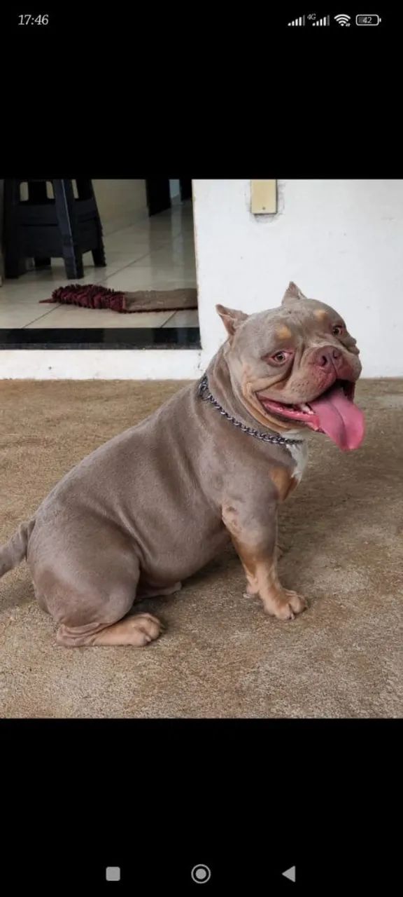 American Bully macho  - Foto 2