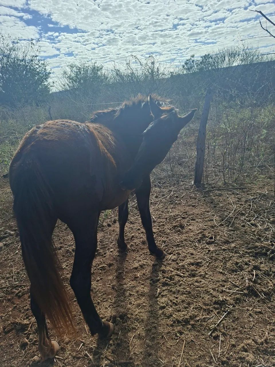 Potro e Égua - Foto 5