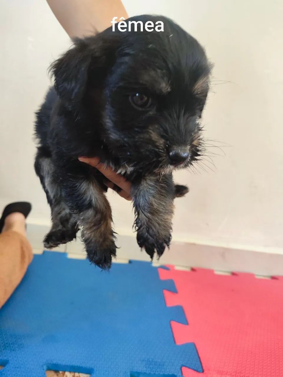 Doação cachorro  - Foto 3