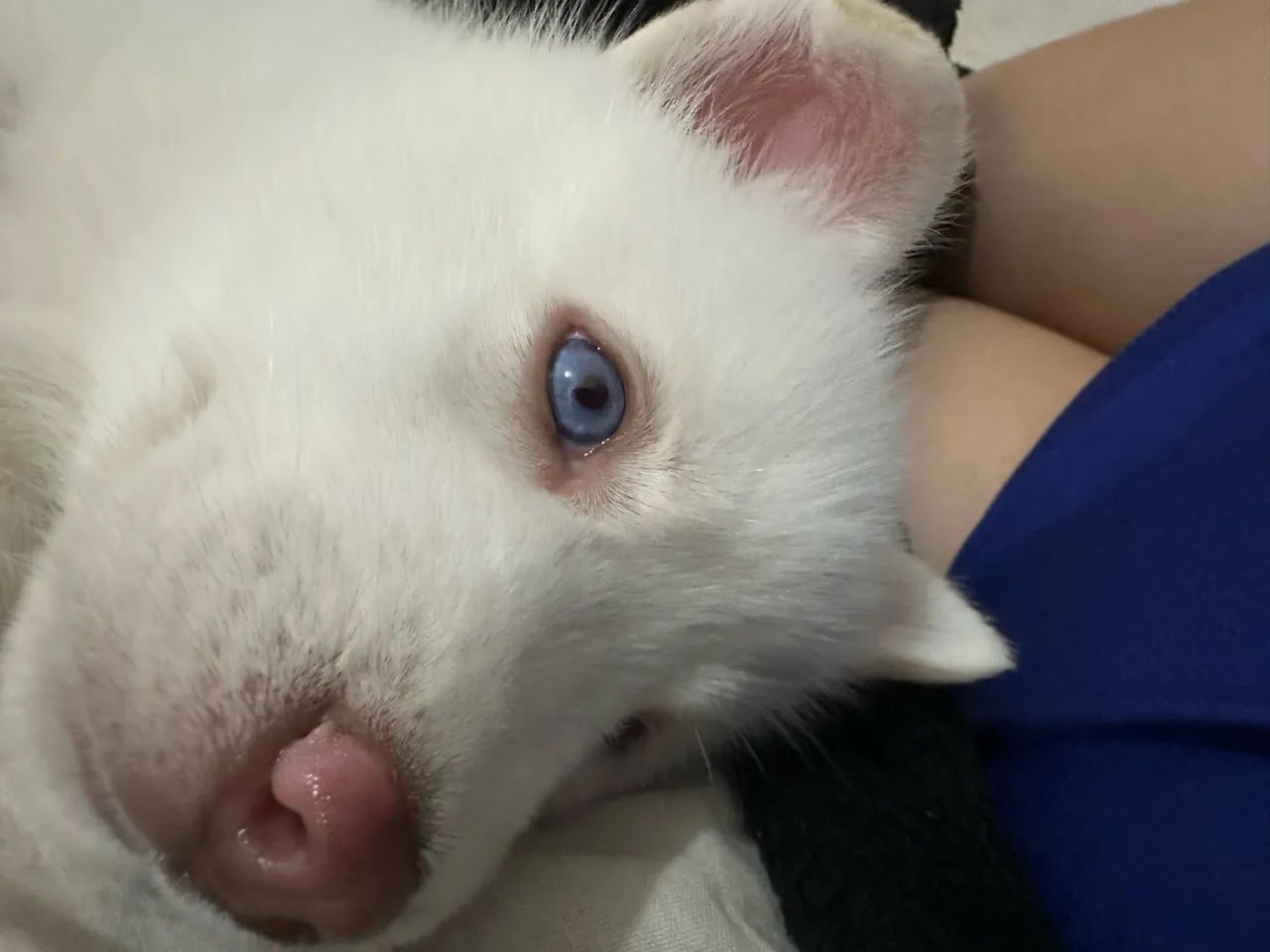 husky 