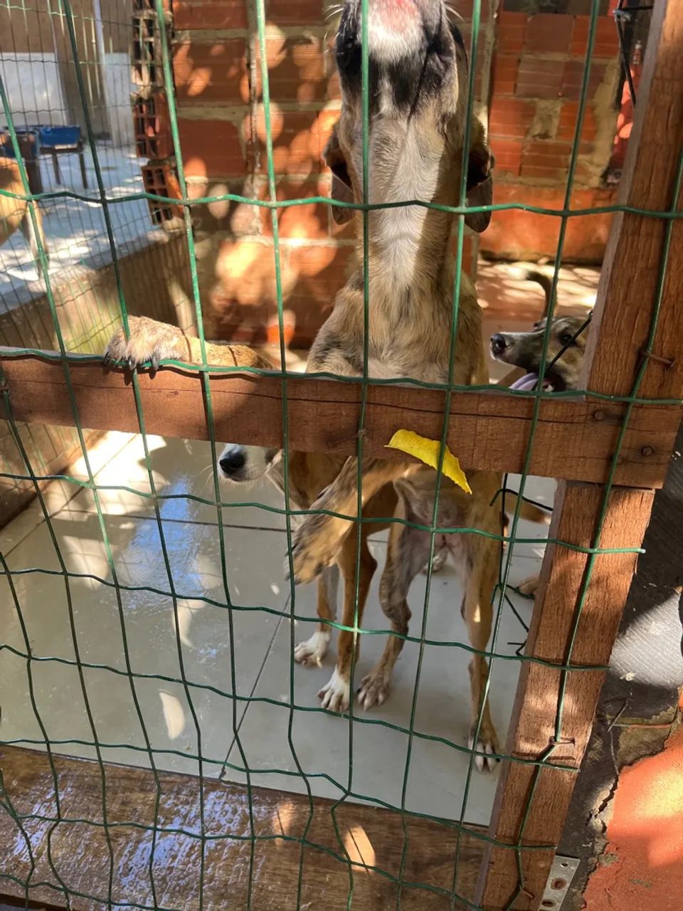 Adoção cachorro - Foto 5