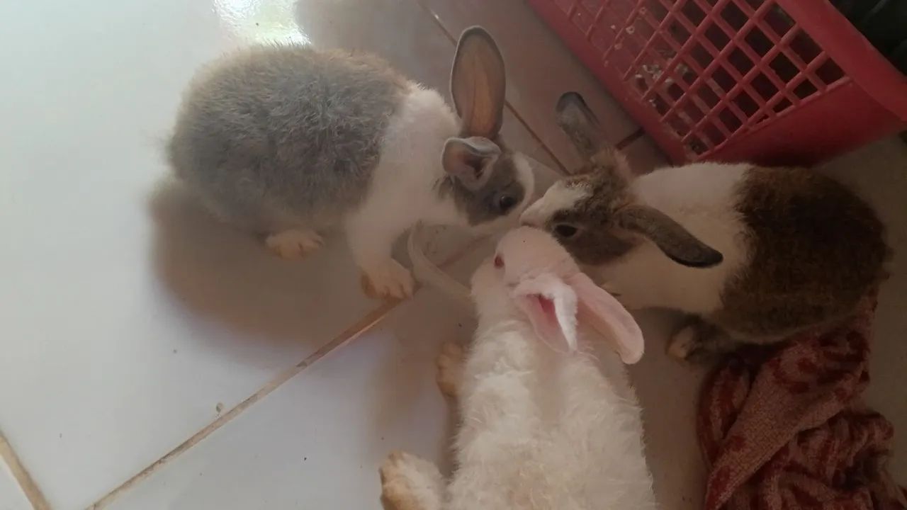 Vendo coelhos