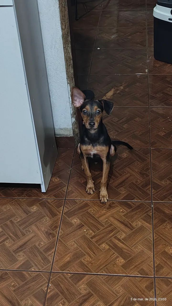 Doação  - Foto 2