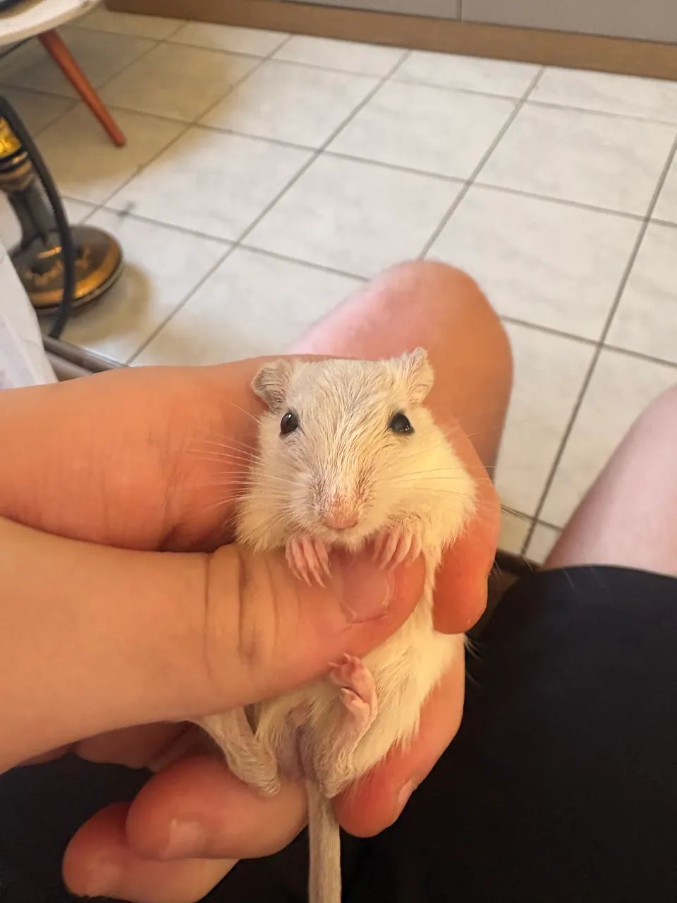Vendo Gerbil filhote macho branco (raro) - Foto 5