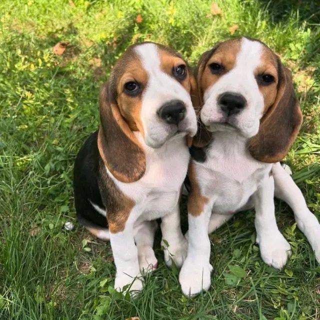 Filhotes de Beagle | Amor que transforma momentos.