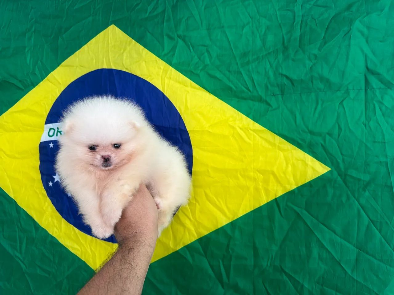 Spitz alemão  - Foto 4
