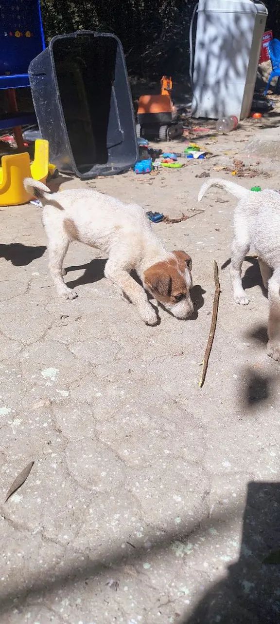 Doação de Cachorros  - Foto 4