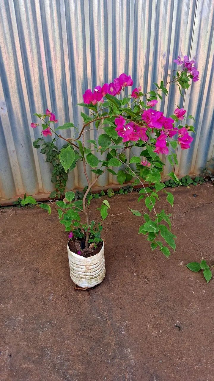 Primavera cor de rosa  - Foto 3